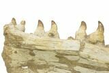 Mosasaur Jaw With Twenty Teeth - Oulad Abdoun Basin, Morocco #195777-10